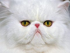 Elegant Eyes, White Persian